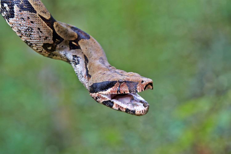 City plans study of animal ordinances News, Sports, Jobs Minot